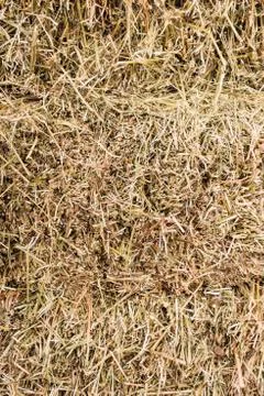 Background of dry hay Stock Photos