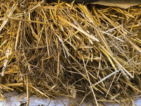 Background is dry hay Stock Photos