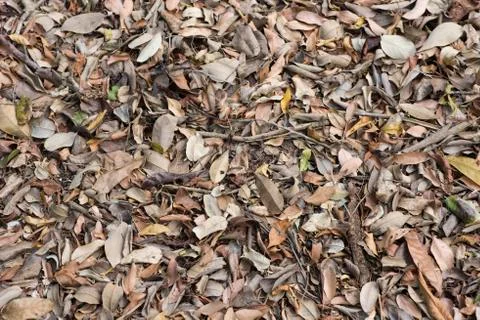 Background with dry leaves Stock Photos