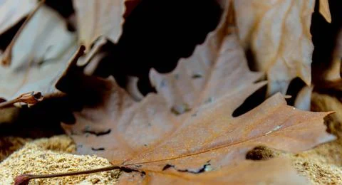 Background of dry maple and maple leaves. Stock Photos
