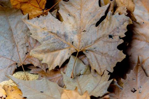 Background of dry maple and maple leaves. Stock Photos