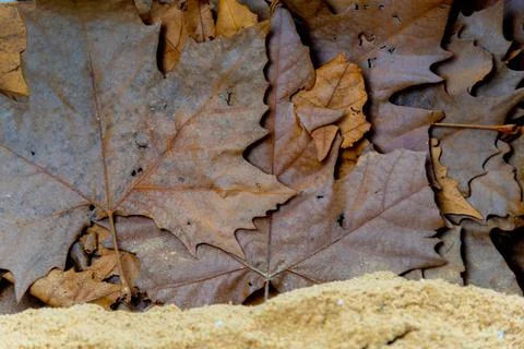 Background of dry maple and maple leaves. Stock Photos