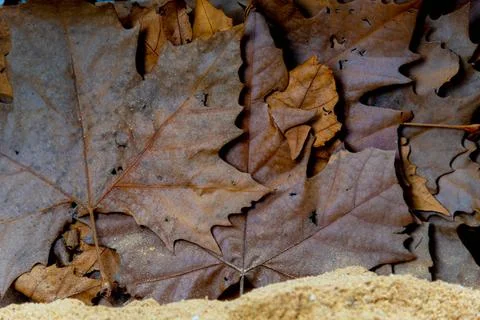 Background of dry maple and maple leaves. Stock Photos