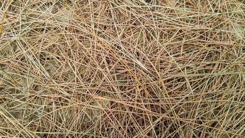 Background of dry pine leaves falling on the ground, suitable for a design .. Stock Photos