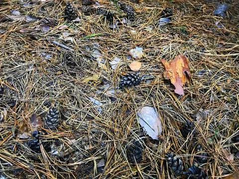 Background of dry pine needles and cones. Stock Photos