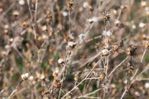 Background of dry plants Stock Photos
