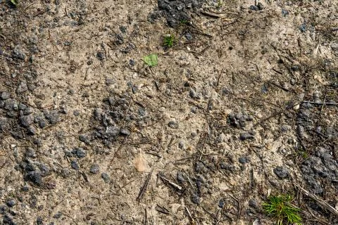 Background from dry soil. Stock Photos