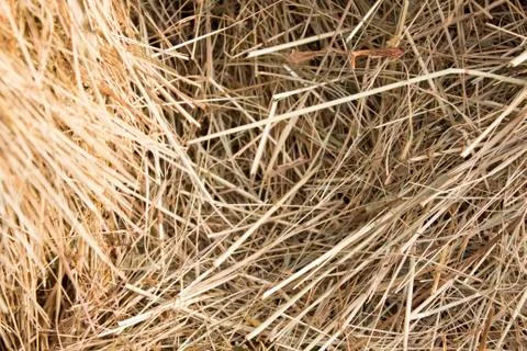 Background of dry straw, macro shot. Hay. Stock Photos