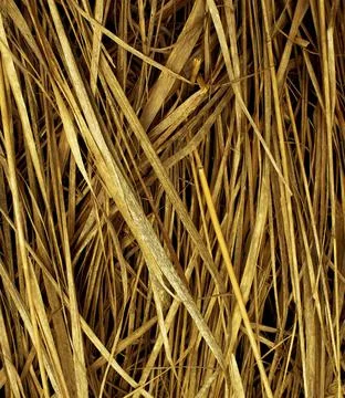 Background of Dry Straw Stock Photos