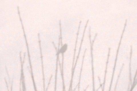 Background with dry tree branch and bird shadow Stock Photos