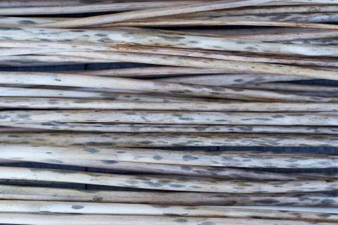 Background from dry twigs Stock Photos