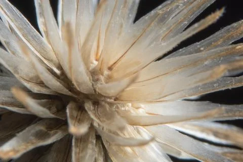 Background dry wild flower macro Stock Photos