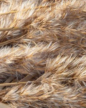 Background of dry yellow grass. Light background with a common reed. Copy spa Stock Photos