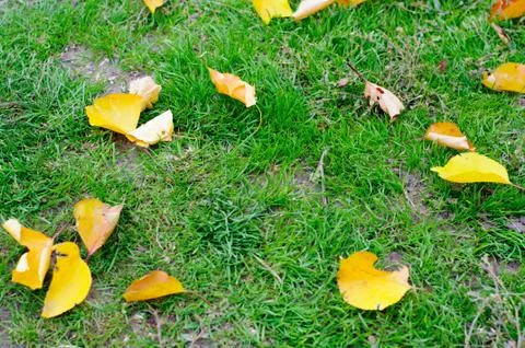 Background of dry yellow leaves of trees on green grass Stock Photos