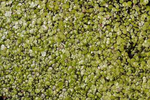 Background of the duckweed Stock Photos