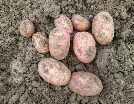 Background of dug potatoes in close-up. Large potatoes are lying on the ground Stock Photos