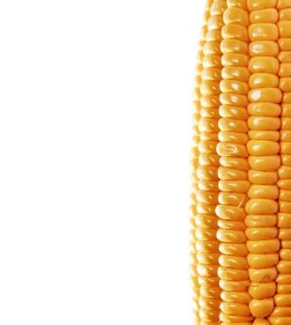 Background with ear of corn Stock Photos