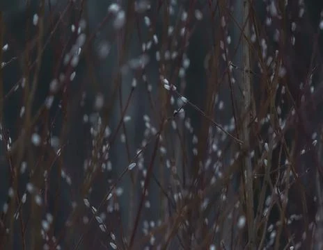 Background early spring, fluffy willow buds in the forest Stock-Fotos