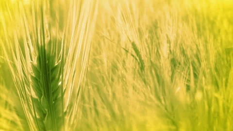 Background with Ears of Wheat 動画素材 106455392