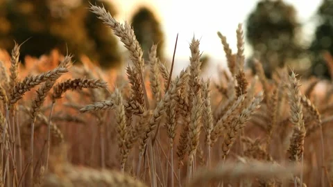 Background of ears of wheat at sunset Stock Footage 202273308