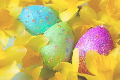 Background with Easter eggs and flowers of yellow daffodils Stock Photos