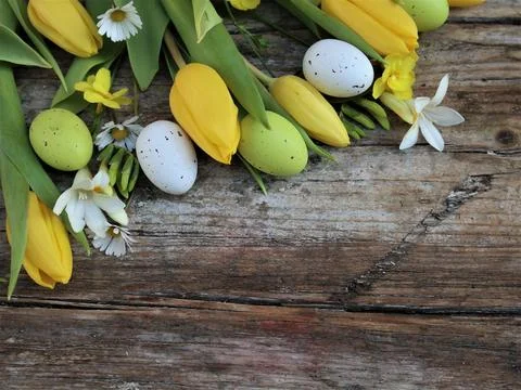 Background easter. A yellow tulips and easter eggs on a wooden rustic backg.. Stock Photos