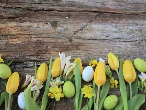 Background easter. A yellow tulips and easter eggs on a wooden rustic backg.. Stock Photos