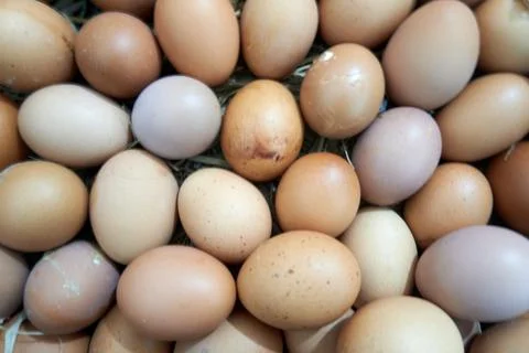 Background with egg texture Stock Photos