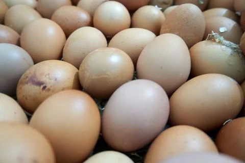 Background with egg texture Foto stock