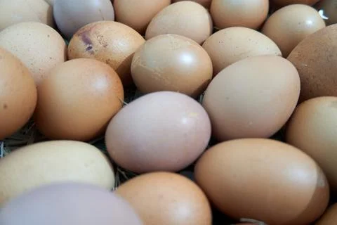 Background with egg texture Stock Photos