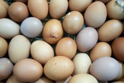 Background with egg texture Stock Photos