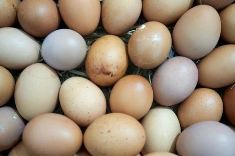 Background with egg texture Stock Photos