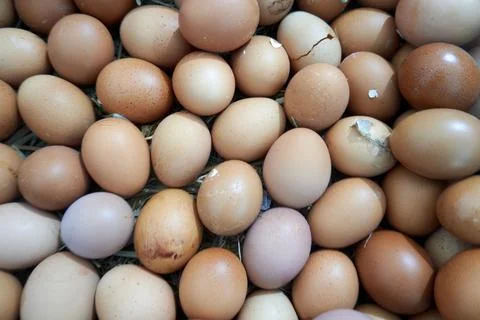 Background with egg texture Stock Photos