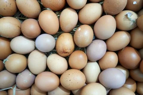 Background with egg texture Stock Photos