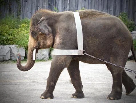 Background with an elephant showing circus Stock Photos