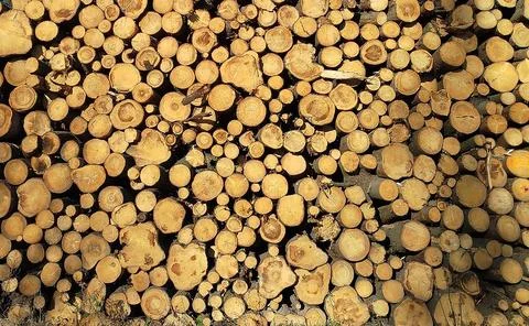 Background from the ends of cut tree trunks. Poland Stock-Fotos