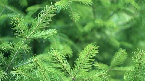 Background of evergreen spruce branches Stock Photos