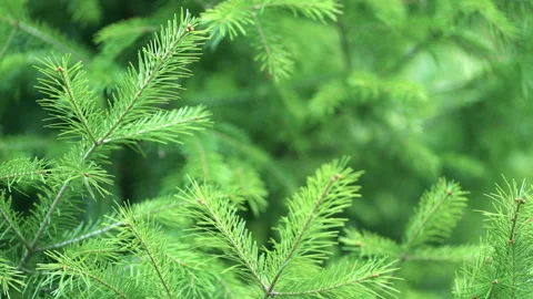 Background of evergreen spruce branches. Spruce branches close-up are blown by a Stock Footage 209842554