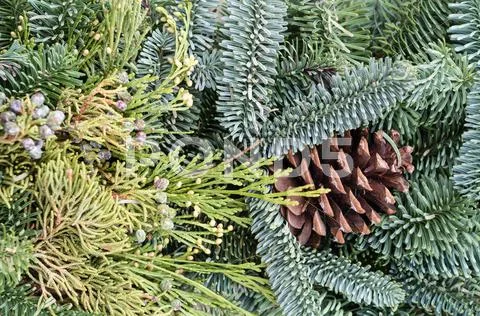 Background of evergreens for decoration Stock Photos