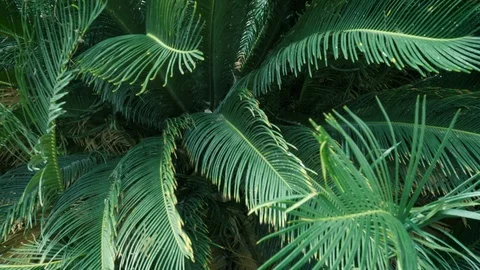 Background of Exotic Palm Leafs at a Tropical Resort in 4k Stock Footage 89546888