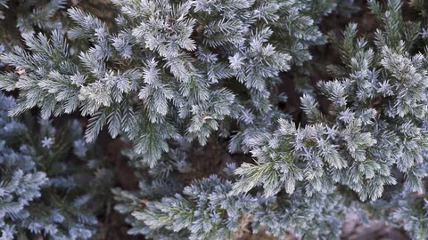 Background of fair tree branches close up Stock Footage 128118688