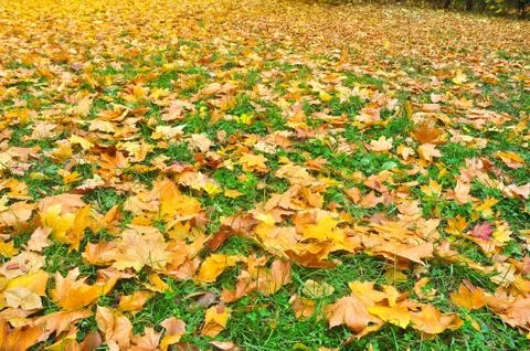 Background of the fallen autumn leaves. Stock Photos