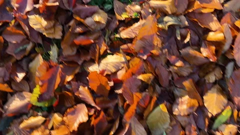 Background of fallen autumn leaves in the rays of the sun in the park. Видео 295818396