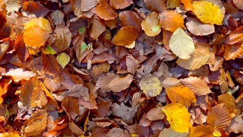 Background with fallen autumnal leaves lying on ground Stock Footage 220290102