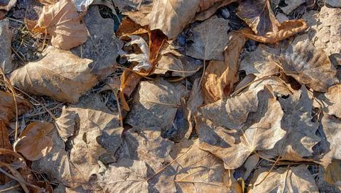 Background of fallen, dry, maple leaves. Brown color in a twisted form Stock Photos