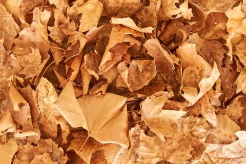 Background of fallen leafs Stock Photos