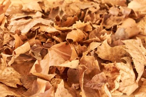 Background of fallen leafs Stock Photos