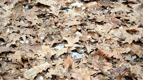 Background fallen leaves Video stock 144964175