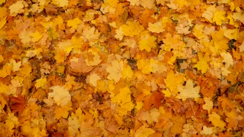 Background of fallen leaves on the ground. Nature in fall. Fallen leaves of Stock Footage 133513582