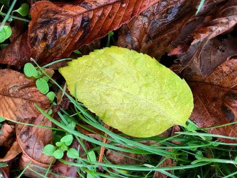 Background of fallen leaves. Stock Photos